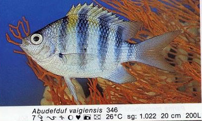 Abudefduf vaigiensis